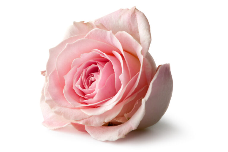 La rose n'est pas classique. Elle est moderne